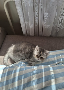 Müüa Pärsia kassid (9 foto / 10)