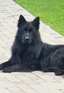 Длинношерстные щенки немецкой овчарки (1 фото из 8)