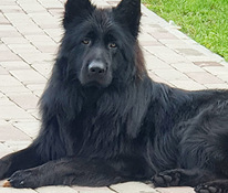 Pārdod Vācu garspalvainu vilku kucēnus