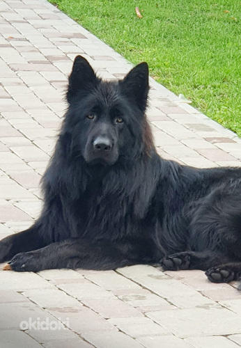 Длинношерстные щенки немецкой овчарки