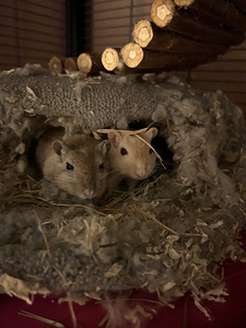 Mongoolia liivahiired (2 foto / 2)