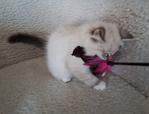 Ragdoll poika (1 valokuva sivusta 1)