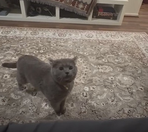 Harmaa lyhytkarvainen kotikissa – 2-vuotias uros (leikkaamat (1 valokuva sivusta 6)