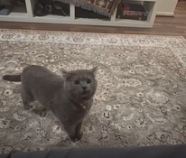 Harmaa lyhytkarvainen kotikissa – 2-vuotias uros (leikkaamat