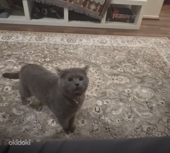 Harmaa lyhytkarvainen kotikissa – 2-vuotias uros (leikkaamat