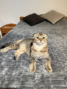 Skotlantilainen luppakorvainen kissanpentu (1 valokuva sivusta 5)