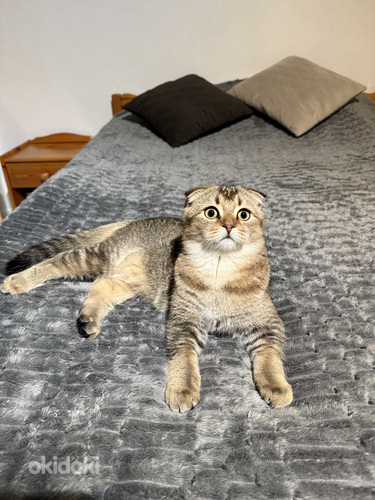 Skotlantilainen luppakorvainen kissanpentu