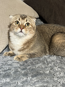 Skotlantilainen luppakorvainen kissanpentu (5 valokuva sivusta 5)