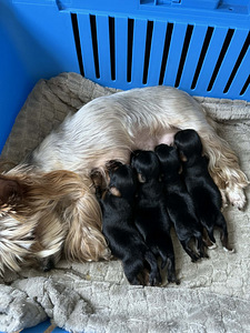 Yorkshire terrieri (1 valokuva sivusta 2)