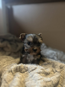 Yorkshire terrieri (4 valokuva sivusta 6)