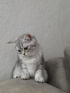 Kissat pennut (2 valokuva sivusta 10)