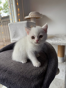 Kissat pennut (6 valokuva sivusta 10)