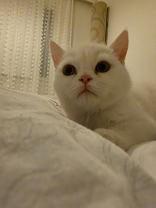 Kissat pennut (6 valokuva sivusta 10)