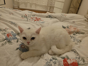 Kissat pennut (9 valokuva sivusta 10)