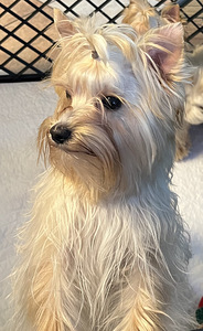 Golddust Yorkie (6 foto / 10)