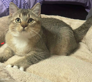 Kissanpentu (2 valokuva sivusta 2)