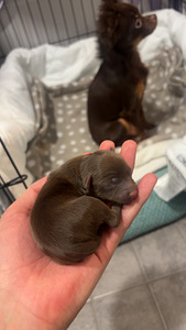 Venäjäntoy (2 valokuva sivusta 4)