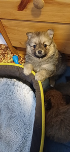 Spica kuceni mekle jaunus saimniekus (1 foto no 5)