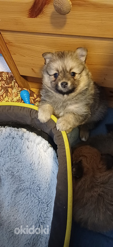 Spica kuceni mekle jaunus saimniekus