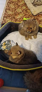 Spica kuceni mekle jaunus saimniekus (2 foto no 5)