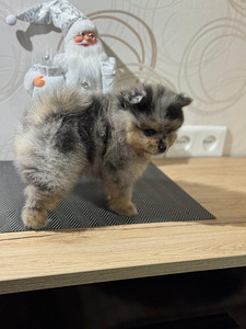 Шпиц (6 фото из 9)