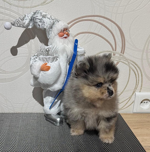 Шпиц (7 фото из 9)