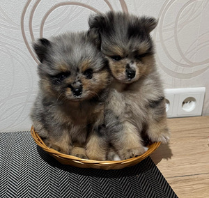 Шпиц (8 фото из 9)