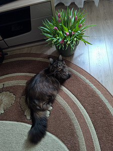Maine Coon ootab peigmeest (1 foto / 1)