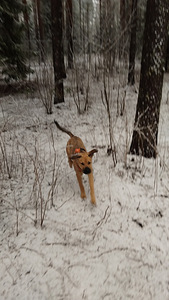 Cane corso mix (2 valokuva sivusta 4)