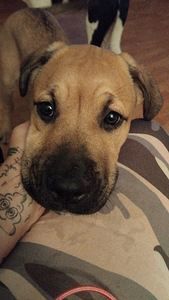 Cane corso mix (3 valokuva sivusta 4)