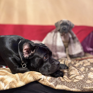 Cane Corso Florentino (1 foto no 2)