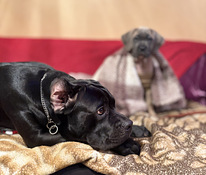 Кане Корсо Форментино