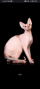 Sfinxit (1 valokuva sivusta 5)