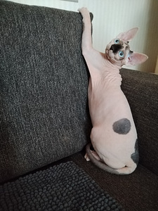 Sfinxit (5 valokuva sivusta 5)