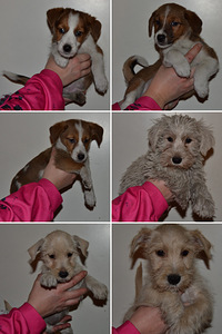 Russelimix (1 valokuva sivusta 5)