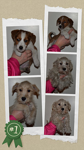 Russelimix (3 valokuva sivusta 5)