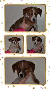 Russelimix (4 valokuva sivusta 5)