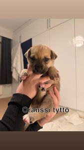 Cane corso/ siperianhusky mix (5 valokuva sivusta 5)