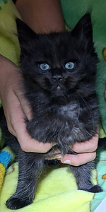 Maine Coon Ragdoll mix pentu varattavissa (1 valokuva sivusta 1)