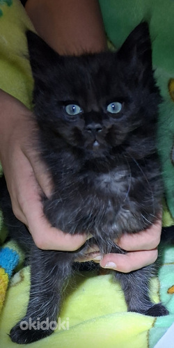 Maine Coon Ragdoll mix pentu varattavissa