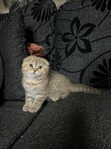 Kissanpennut (3 valokuva sivusta 3)