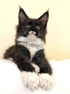 Meinkūns (1 foto no 3)