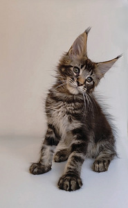 Meinkūns zēns (4 foto no 5)