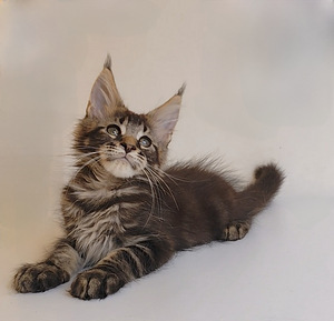 Meinkūns zēns (5 foto no 5)