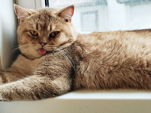 Шотландский (1 фото из 3)