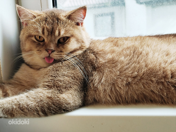 Шотландский