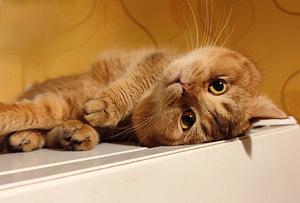 Шотландский (2 фото из 3)