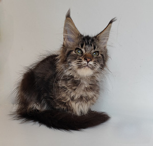 Meinkūns polidakts (6 foto no 9)