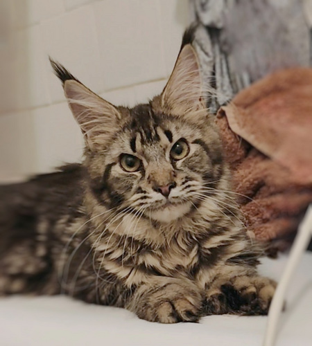 Meinkūns polydactyl/ Мейнкун полидакт
