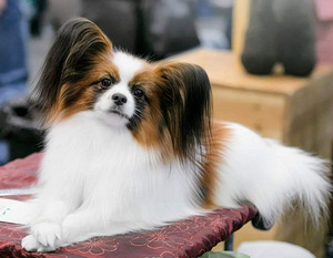 Papillon (8 foto / 9)